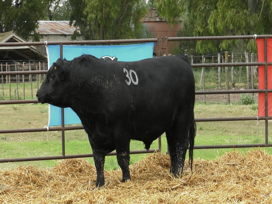 Lote TOROS ANGUS NEGROS PC