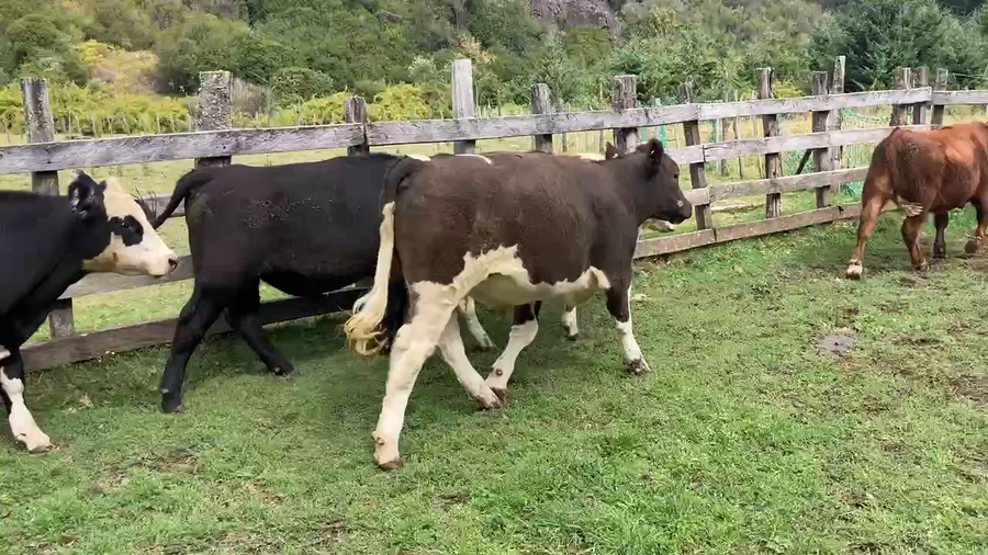 Lote 37 Novillo Engorda en Aysén, XI Región Aysén