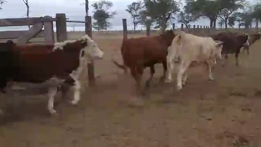 Lote 500 Novillitos en Salta, J. V. Gonzalez