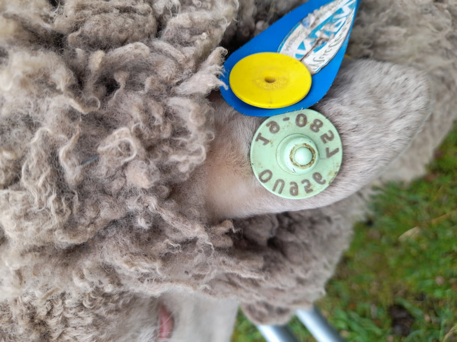 Lote Carnero TOP A, 19-0857