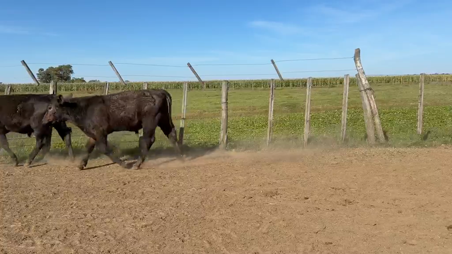 Lote 106 Terneros en Blaquier , Buenos Aires