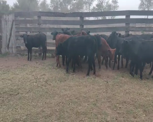 Lote 115 Terneras en Pampa de Los Guanacos, Santiago del Estero