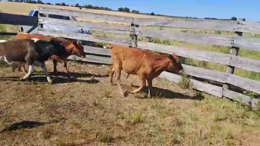Lote 3 Terneros