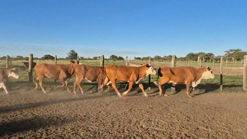 Lote 35 Vaquillonas C/ gtia de preñez