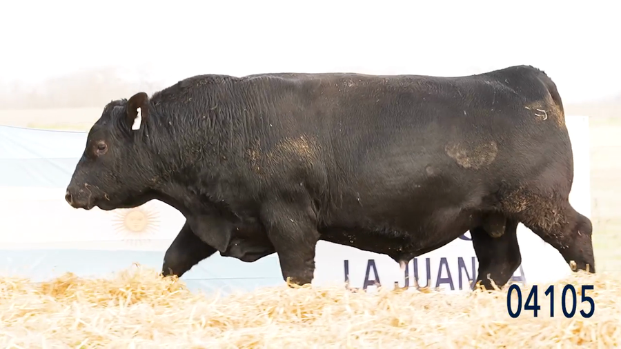 Lote Toro