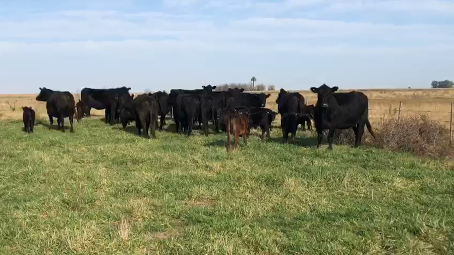 Lote 13 Vacas nuevas C/ cria en Azul, Buenos Aires