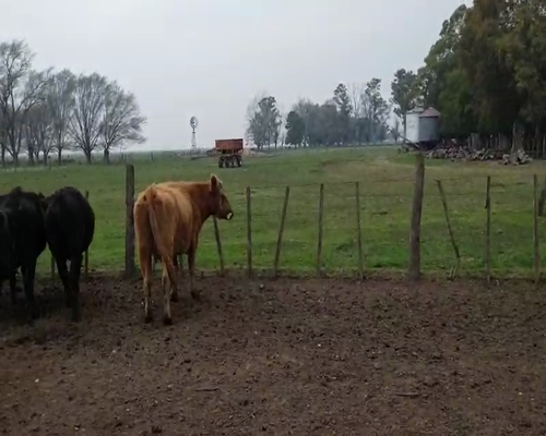 Lote 32 Vacas en Gral. Lamadrid, Buenos Aires