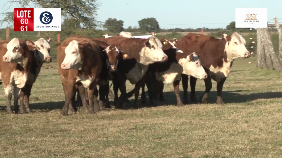 Lote Vaquillas Braford Generales-Preñadas IATF (17-12-2021) y Servicio Colectivo (27/12/21 al 05/02/22)