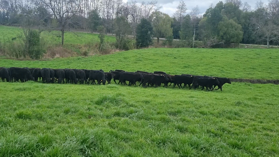 Lote 100 Ternera en Vilcún, IX Región Araucanía