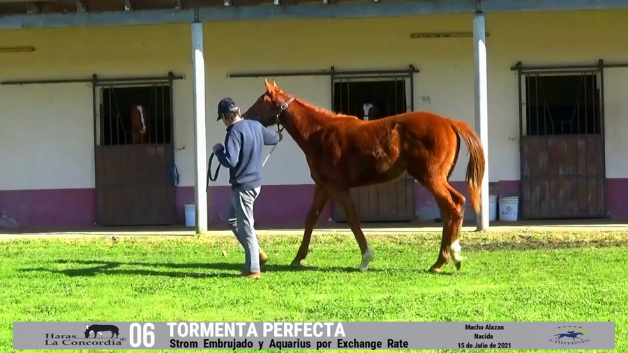 Lote TORMENTA PERFECTA