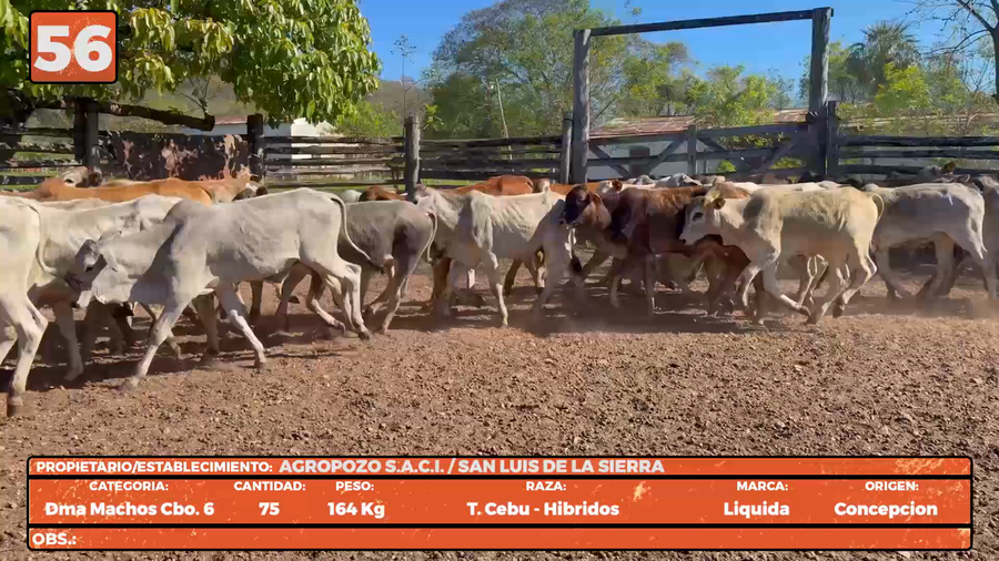 Lote LOTE 56