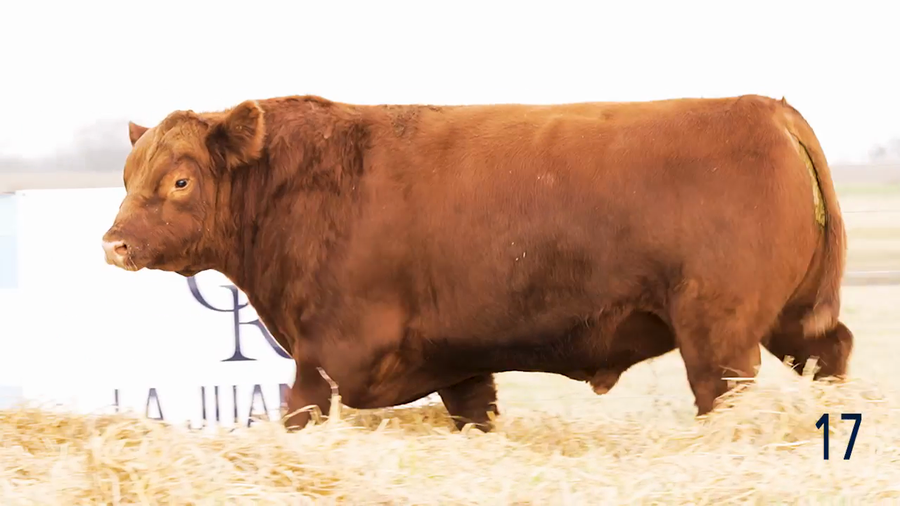 Lote Toro