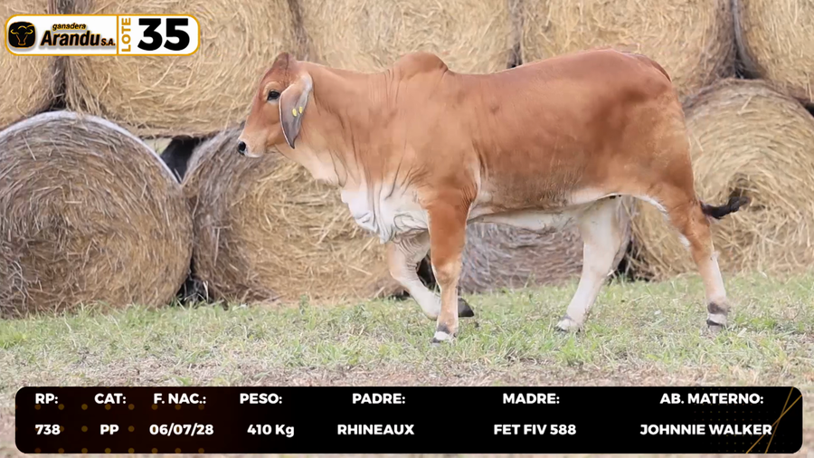 Lote LOTE 35