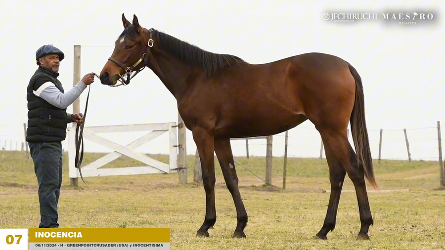 Lote INOCENCIA