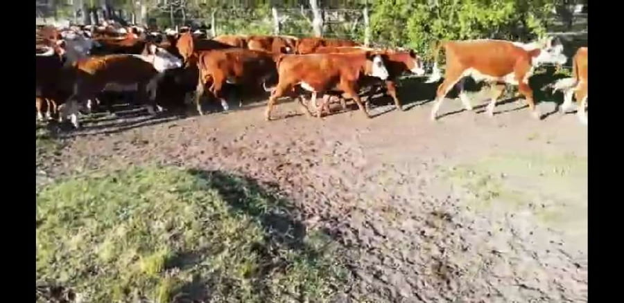 Lote 75 Terneros/as en Villaguay, Entre Ríos