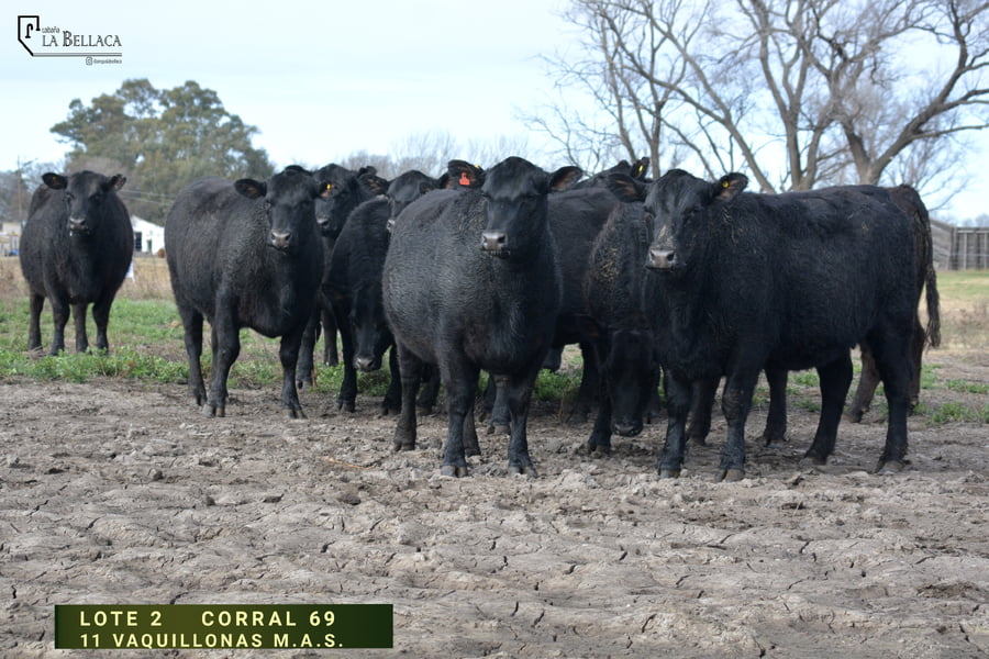 Lote VAQUILLONA M.A.S.