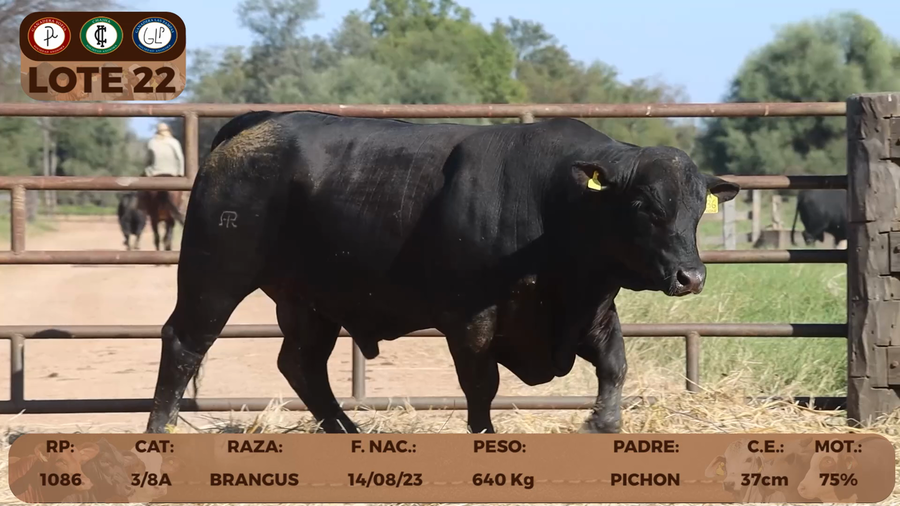 Lote LOTE 22