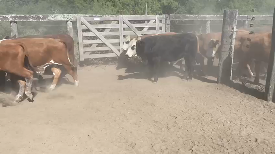 Lote 290 Novillos en Los Amores, Santa Fe