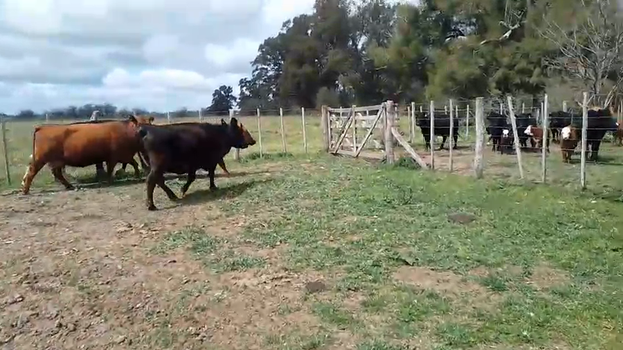 Lote 4 Vacas CUT preñadas