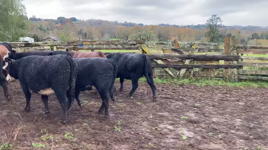 Lote 22 Vaquilla Gorda en Frutillar, X Región Los Lagos