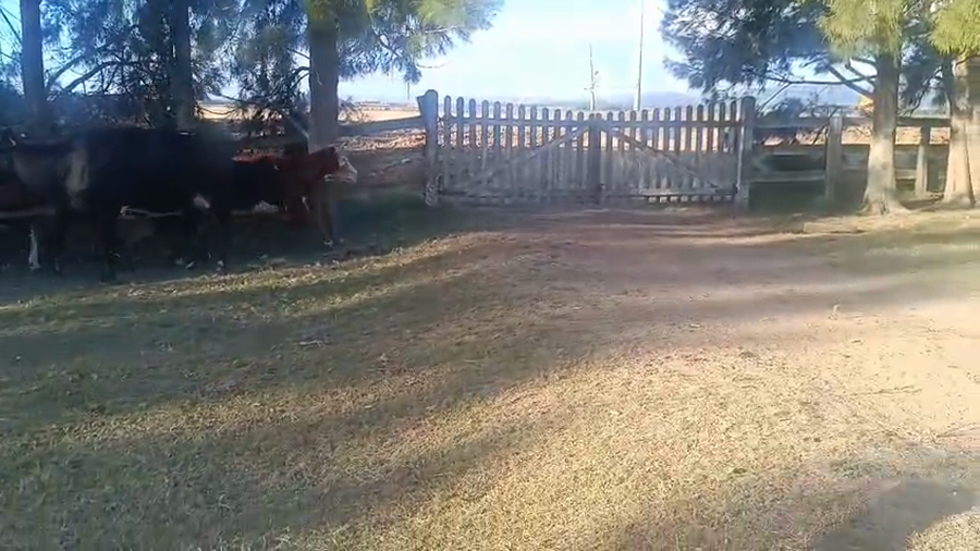 Lote VACAS INV.