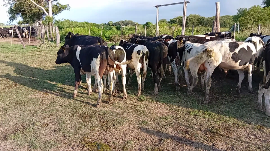 Lote 27 Terneros