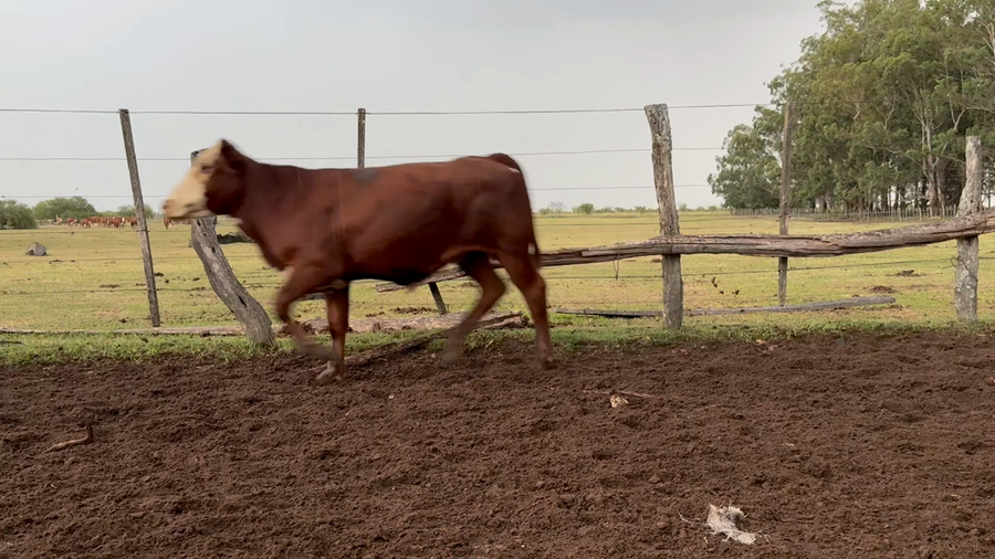 Lote 90 Terneros en Corrientes, Paso de Los Libres