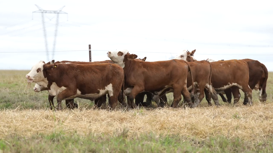 Lote Vaquillas señal 3 preñadas de otoño REMATE AGOSTO 2026