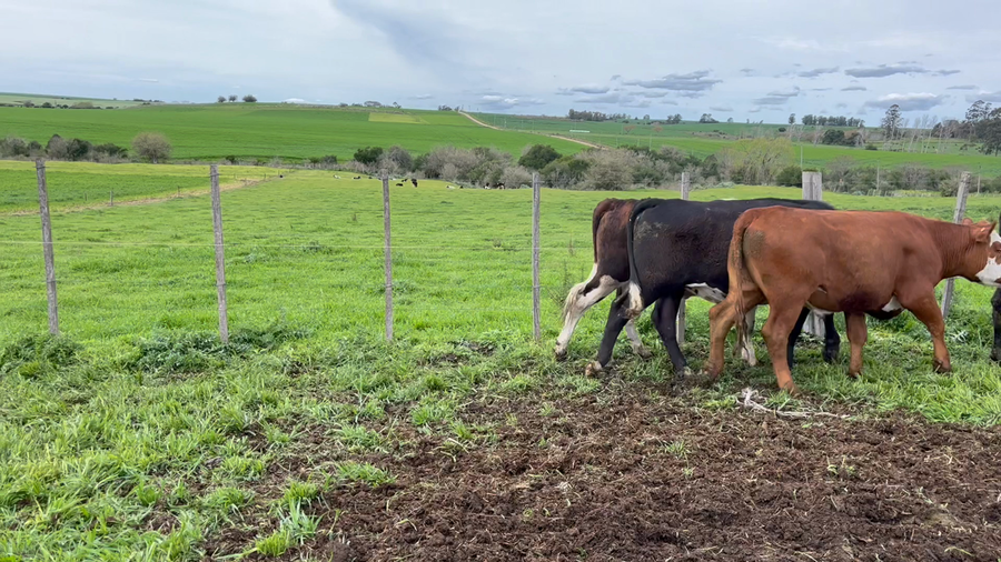 Lote NOVILLOS 1 a 2 AÑOS