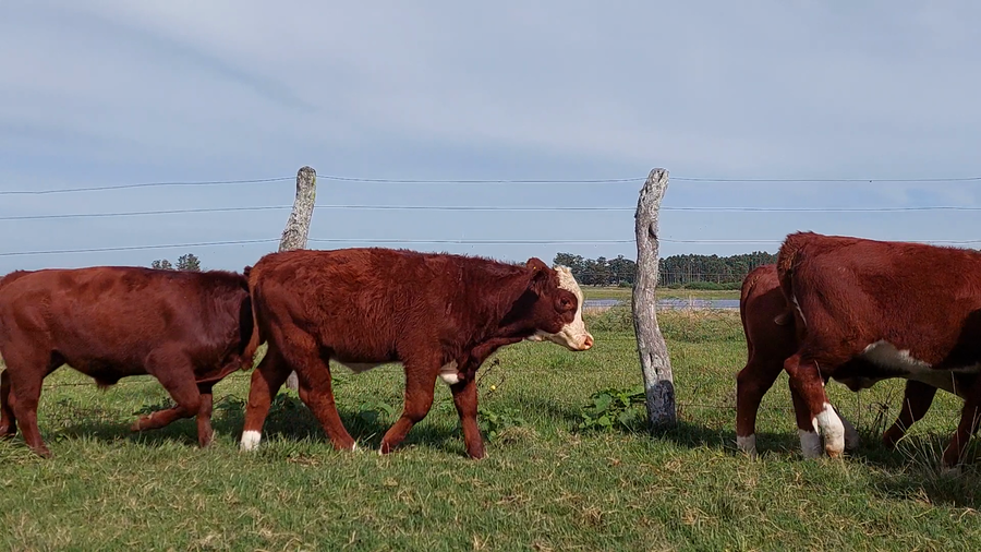 Lote 27 Terneros/as