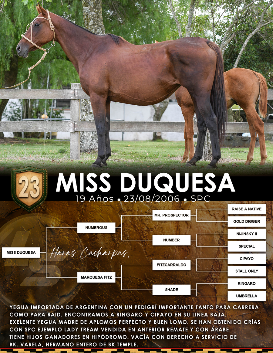 Lote MISS DUQUESA