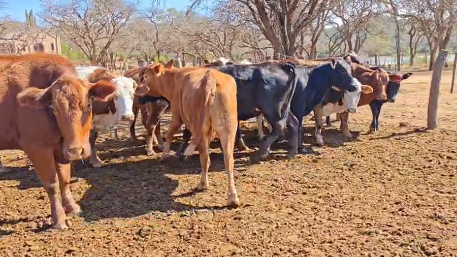 Lote 21 Vacas en Salta, Gral. Güemes