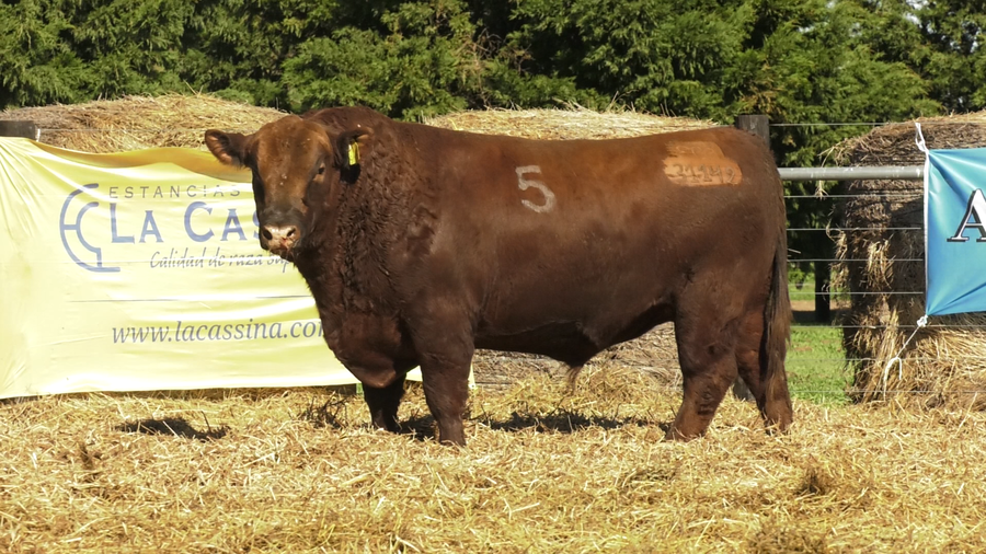Lote TOROS ANGUS PURO CONTROLADO