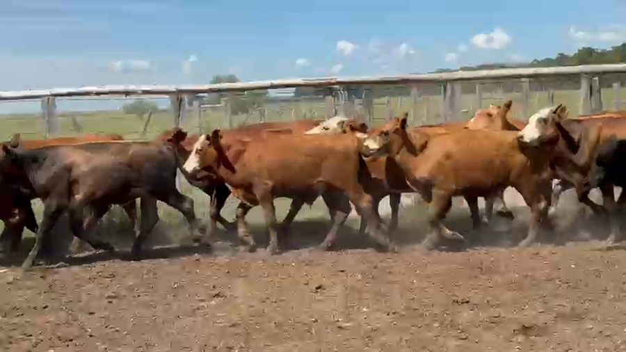 Lote 25 Terneros en Corrientes, Paso de Los Libres