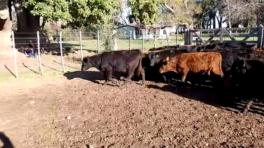 Lote 72 Terneros/as en Magdalena, Buenos Aires