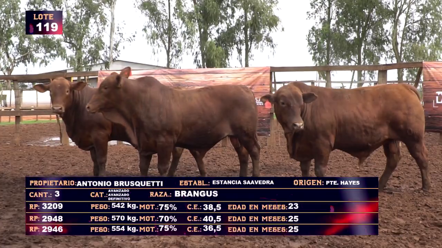 Lote ANTONIO BRUSQUETTI - LOTE 119 - EN VIVO