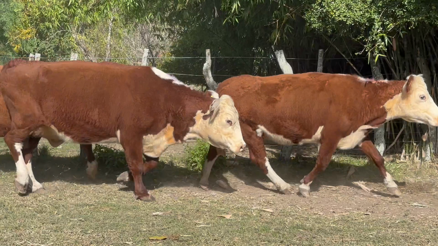 Lote 19 Vacas