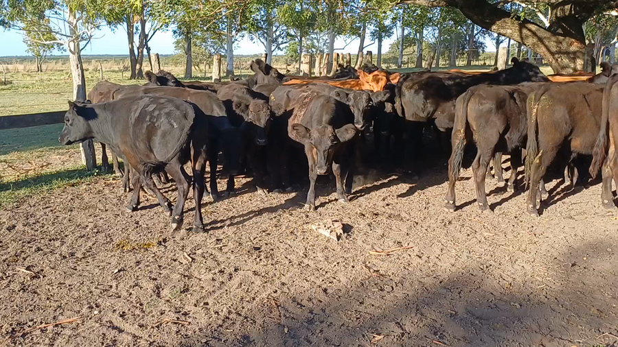 Lote 60 Terneros en Villaguay, Entre Ríos
