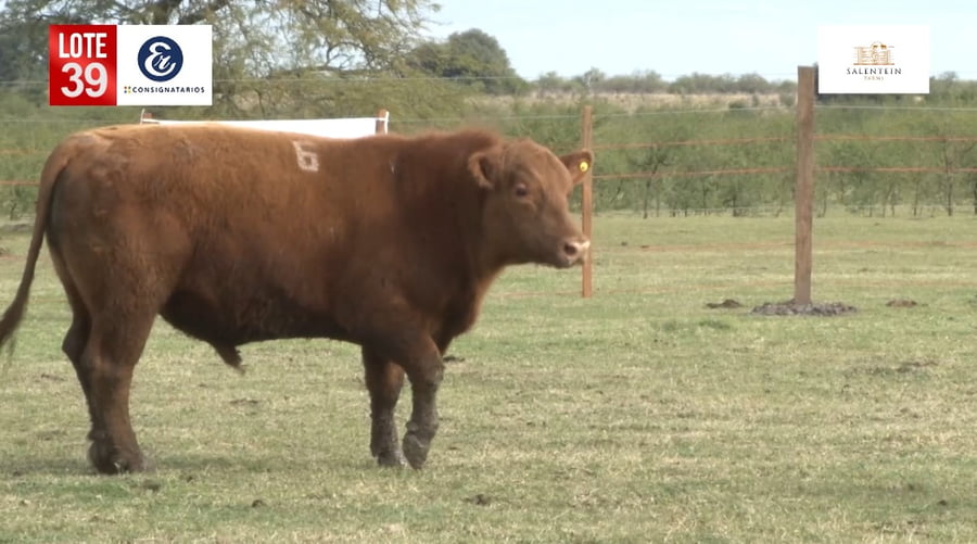 Lote Toros Angus Colorados Puros Controlados