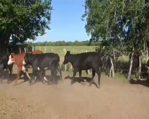 Lote 53 Vaquillonas en Sauce de Luna, Entre Ríos