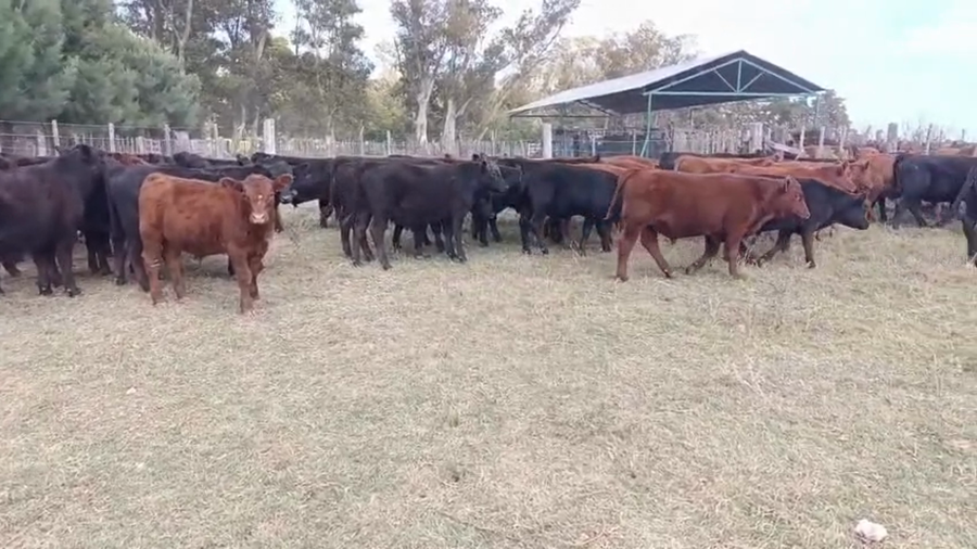 Lote 65 Terneros
