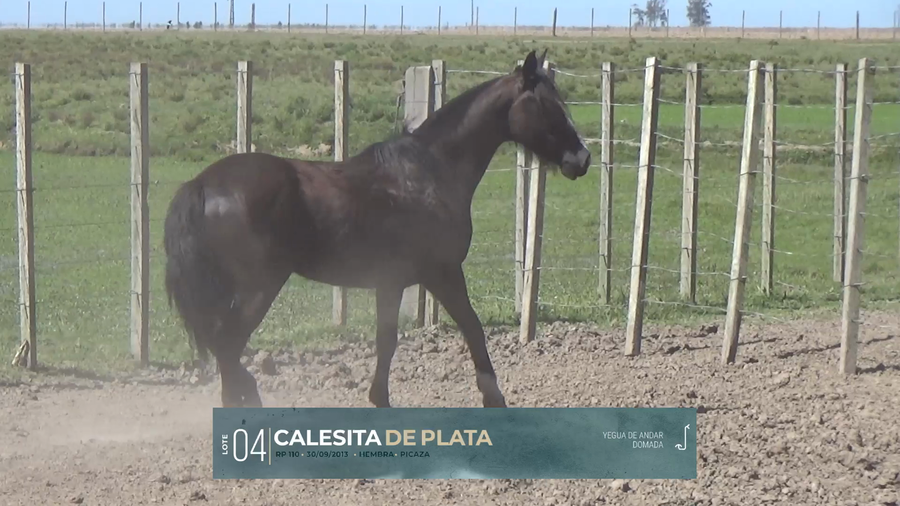 Lote Yeguarizos a remate en Criollos, Montevideo