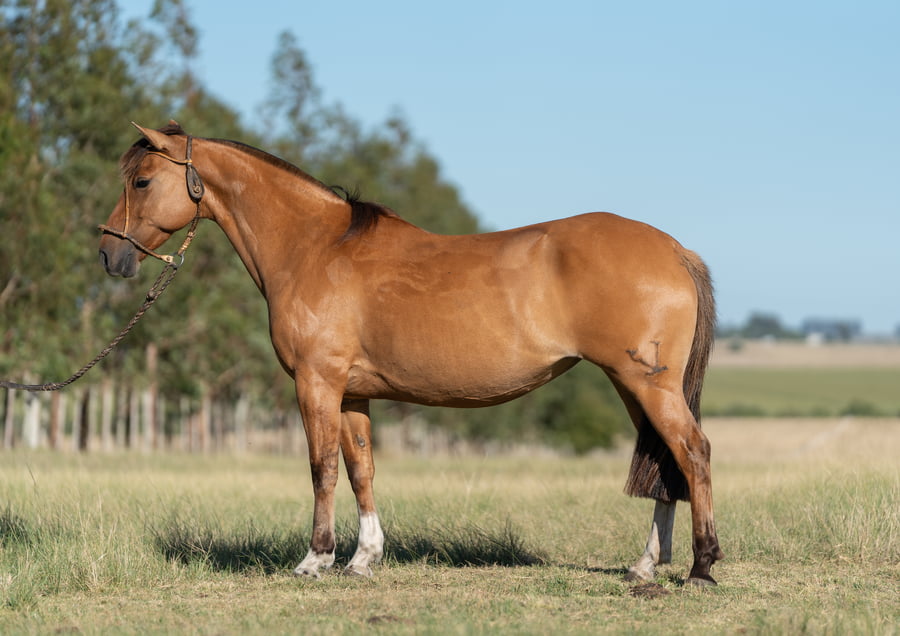 Lote Averías Serrana