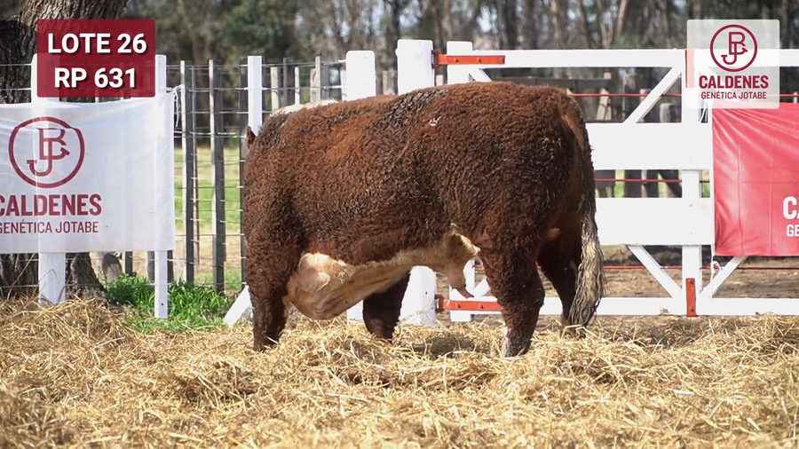 Lote Toro PR