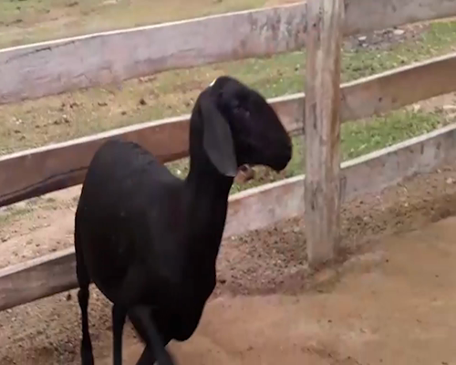 Lote Hembra P3 a remate en 1° Feria Online APCO Dorper y Santa Inés en Quiindy