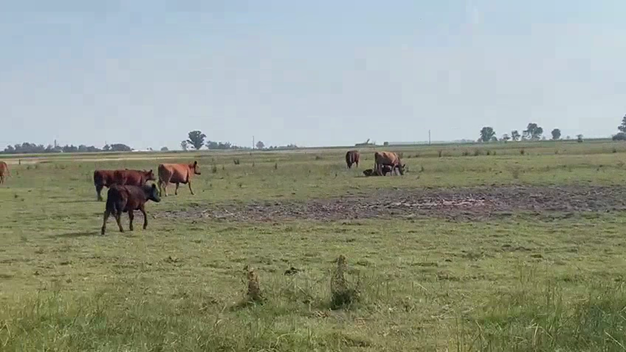 Lote 70 Terneros/as en Gral. Villegas, Buenos Aires