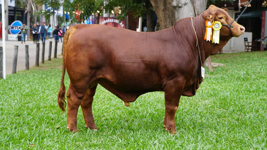 Lote Brangus a Bozal Expo 2022 RP 2861- Lote 14