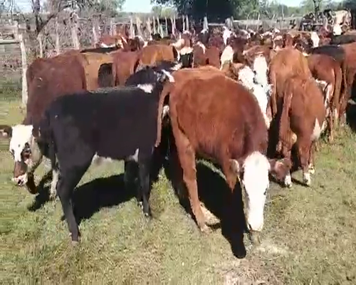 Lote 120 Terneros/as en Villaguay, Entre Ríos