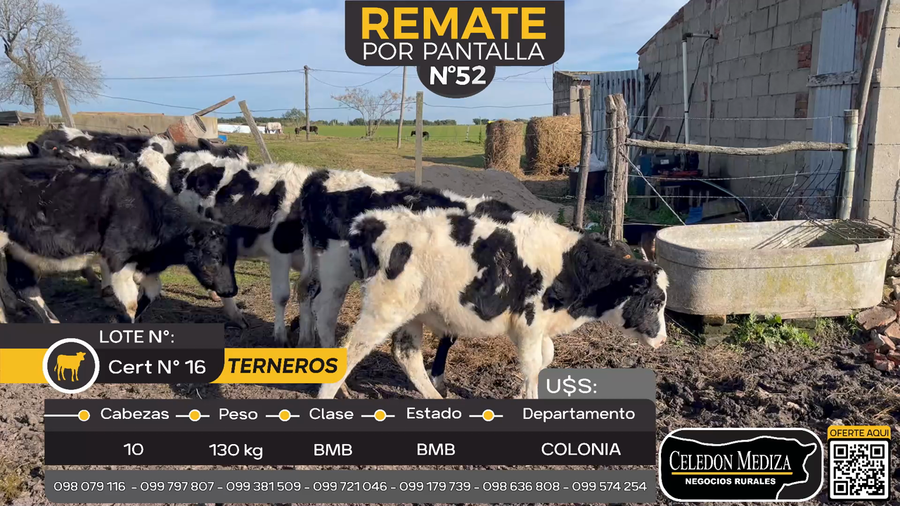 Lote 10 Terneros en Barker, Colonia