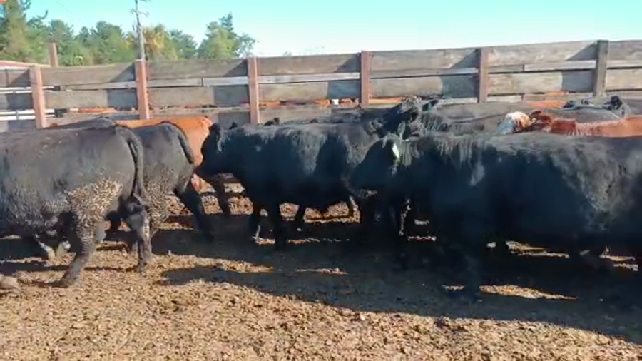 Lote 40 Novillo Gordo en Los Ángeles, VIII Región Biobío